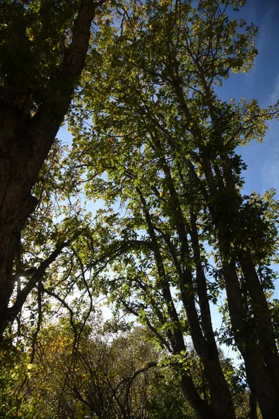 DSC_6541 (Large).JPG